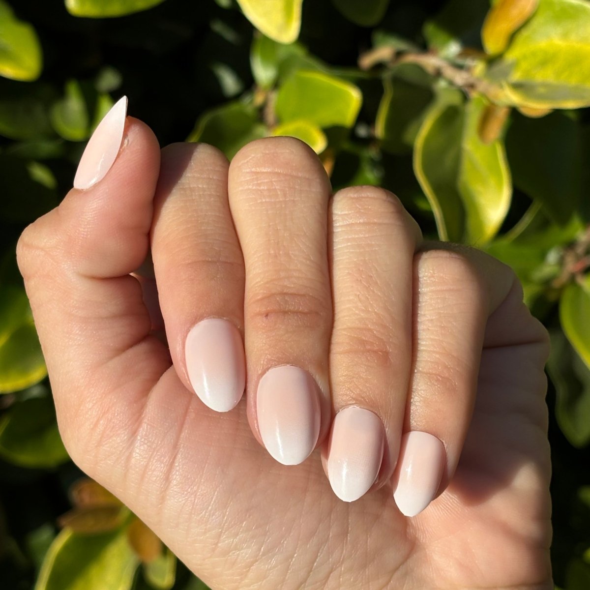Ombré Mood - Lavaa Beauty